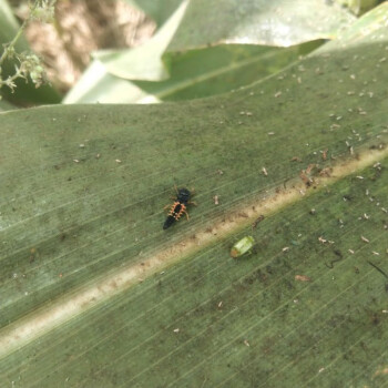 活治蚜虫红蜘蛛天敌蚜虫克星益虫生物防治蚜虫异色瓢虫益虫幼虫45只