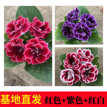 3盆3色:红花 紫花 红白