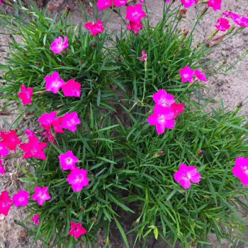 欧石竹花粉贝庭院花盆栽耐寒耐热花卉全年一直开花阳庭院草坪植物欧