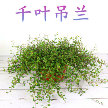 常绿盆栽花卉室内植物净化空气婚纱吊兰铁丝草纽扣藤千叶吊兰1盆不含