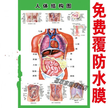 人体内脏解剖系统示意图医学宣传挂图人体器官心脏结构图医院海报d24
