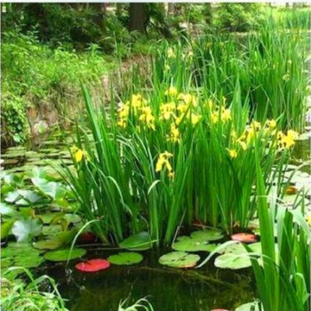 梦里丹水池绿化水生花卉水草水挺植物鱼塘池塘黄菖蒲种子黄花鸢尾种子