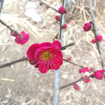 梅花树苗基地销售红梅绿梅腊梅榆叶梅花苗冬季耐寒老桩盆景庭院树室内