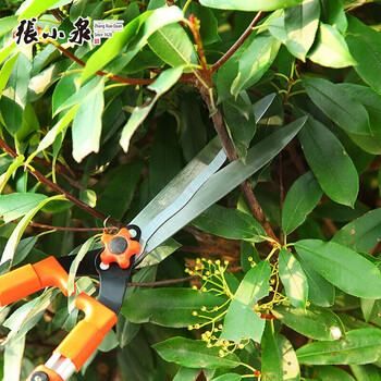 张小泉 园艺大剪刀园林果树修剪树枝绿篱剪修花修枝剪秋韵系列整篱剪 S10560200不可伸缩剪