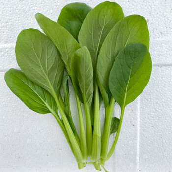 寿禾 鸡毛菜种子50g蔬菜种籽小白菜青菜种孑
