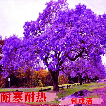 珍稀名贵蓝花楹树苗盆栽凤凰木特大苗红花楹庭院植物花卉当年开花凤凰