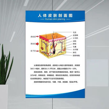 结构挂图画医院海报skids人体皮肤剖面图40x60厘米24寸相纸覆膜加厚