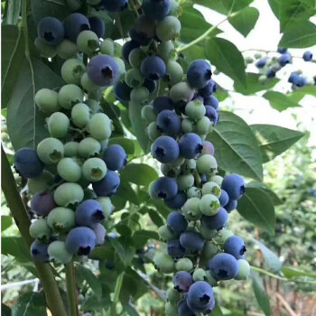 御春阁 盆栽蓝莓苗 阳台蓝莓树苗 果树苗 室内绿植 蓝莓苗庭院室植物 黑珍珠 4年苗