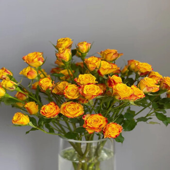 云醉花眼线多头玫瑰c级10支扎