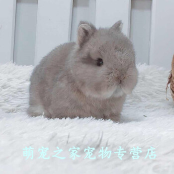 宠物兔宝宝小型海棠凤眼西施兔幼崽包活到家进口双血统删猫色侏儒兔