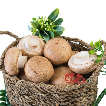 小褐菇2斤portobellomushroom惠灵顿食材秋冬火锅爽小菇新鲜食用菌