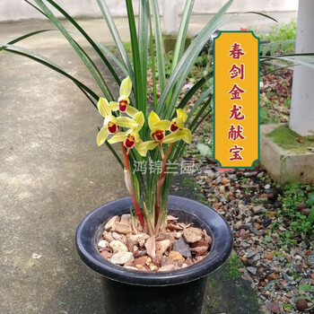 兰花老品种春剑兰花浓香型易成活开品保证谷芹金龙献宝春剑两苗连体