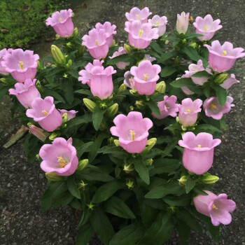 酒杯风铃花盆栽带花苞铃铛花风铃草植物花苗阳台窗台四季趣味花卉粉色