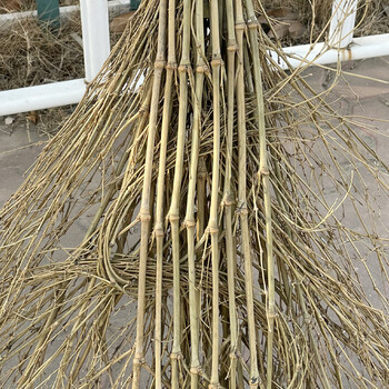兰诗 YH605 大扫把扫水扫雪竹扫把扫院子工地养殖场工厂车间扫帚 老枝脱叶款4斤