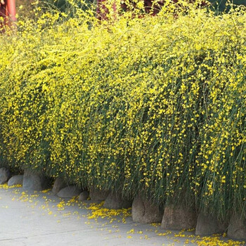 庭院绿化爬藤植物云南黄馨黄色小叶迎春花盆栽树苗四季常青开花卉35