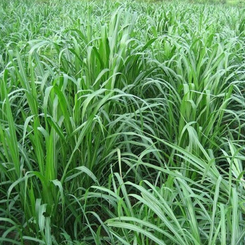 波思菊甜象草种子多年生四季高产牧草种子畜牧养殖牛羊兔鱼黑麦草籽