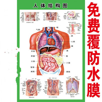 人体内脏解剖系统示意图医学宣传挂图人体器官心脏结构图医院海报d28
