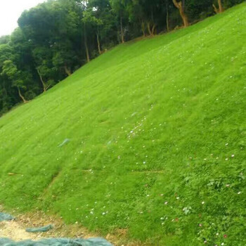 SB 四季草坪种子护坡草籽 护坡卫士 一斤价 此单品不零售 起订量5斤 企业定制