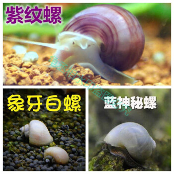 除藻螺苹果螺观赏螺鱼缸清洁除藻螺草缸工具螺水族淡水宠物螺蜗牛紫文