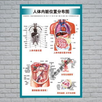人体解剖结构示意图人体内脏解剖示意图医学宣传挂图人体器官心脏结构