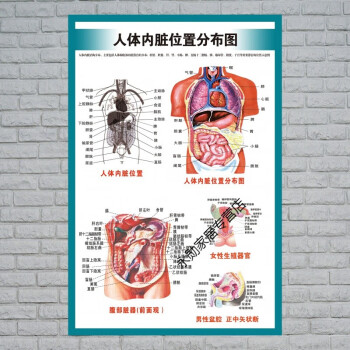 人体内脏位置分布图 60*90cm=36寸 可移除背胶(以后好清