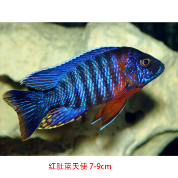 易萌宠物淡水热带观赏鱼纯种三湖慈鲷马鲷中大型成体鱼易活发色发色红