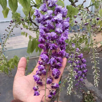 紫藤花树苗庭院树紫藤树苗日本多花紫藤花苗树苗爬藤花树苗盆栽地栽四