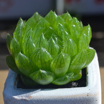 虹之玉老桩多肉花卉植物组合盆栽稀有品种肉肉绿植新手樱水晶玉露46