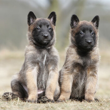 【30天保障】马犬幼犬幼崽纯种宠物狗狗马犬狗狗宠物级公母均有 精选