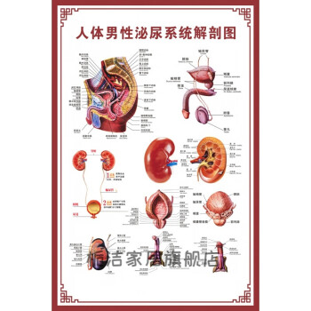 人体内脏解剖示意图医学骨骼肌肉器官血管血液结构图医院海报人体男性