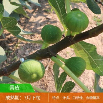 无花果树果苗特大带果四季盆栽地栽无花果苗无花果树苗当年结果苗青皮