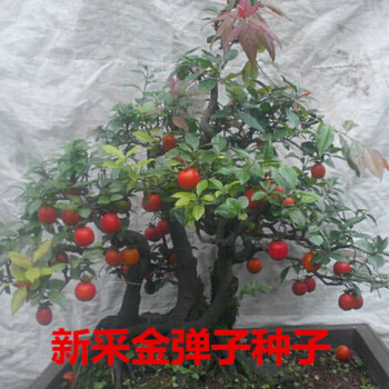 新采鸡血红老鸦柿种子梨形葫芦果灯泡型盆栽盆景树种子老鸦柿种子一斤