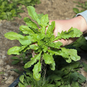 寿禾野生荠菜种子荠荠菜新鲜板叶青菜蔬菜种孑苗大头菜苤蓝大叶芥菜