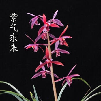 单苗价格现不带花苞兰花植物室内蕙兰紫气东来紫气东来拍多件发连体苗
