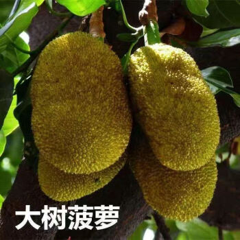 四季菠萝蜜树苗嫁接苗南方北方红肉马来西亚菠萝蜜苗