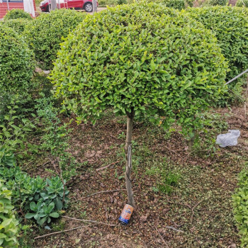 棒棒糖小叶女贞高杆造型树四季长青植物庭院小区别墅景观绿植树