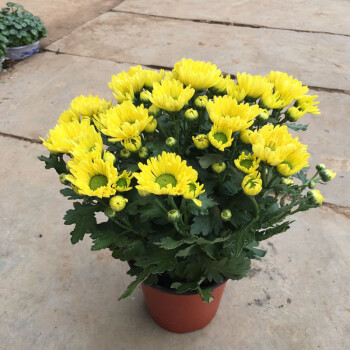 多头菊花盆栽带花四季开花室内阳台雏菊千头菊荷兰菊好养绿植花卉黄色