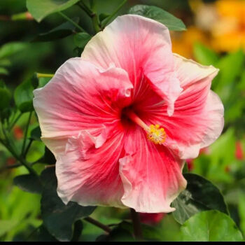 扶桑花苗盆栽木瑾花芙蓉花多色重瓣四季开花室内绿化花语3年