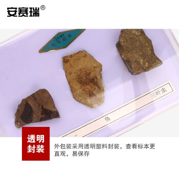 安赛瑞 化石标本（3种）科学地理配套石头化石 科普展示教学仪器教具 初高中实验器材 601371