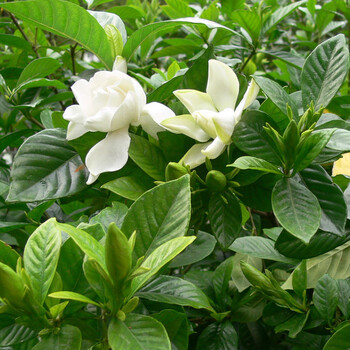 大花栀子树苗 庭院花园盆栽花卉地栽浓香型绿化植物 大叶栀子花6年