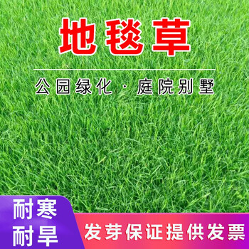 进口草坪种子草籽矮生四季青绿化工程庭院别墅耐寒耐旱耐践踏四季长青