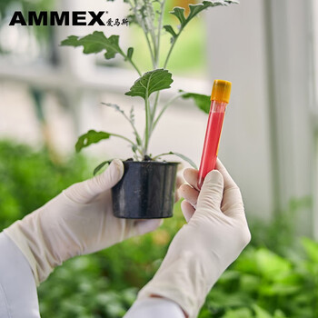 爱马斯一次性乳胶手套 100只/盒 乳白色TLFT 大号L码