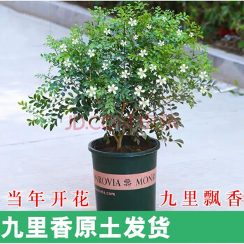 九里香盆栽植物室内花卉九里香树苗带花苞发货浓香型四季开花老桩