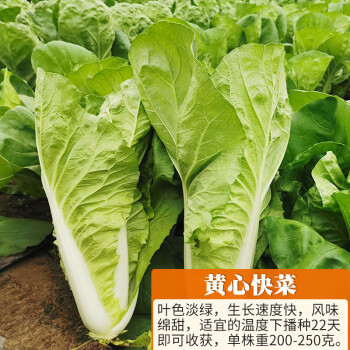 速生小白菜种子黄心半结球庭院阳台四季播易种植盆栽蔬菜种籽黄心快菜