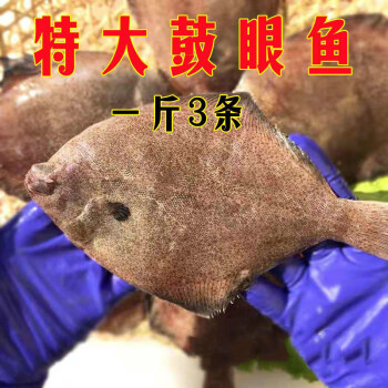 青岛鼓眼鱼鲜活古眼鱼新鲜高眼鱼野生比目鱼每斤3条海鲜批发鼓眼鱼贰