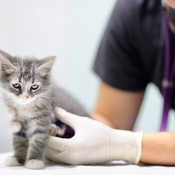 爱马斯（AMMEX）TLFT46100一次性乳胶手套加厚清洁检查防滑实验室厨房手套定做 L码1盒50双