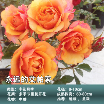 月季盆栽室内庭院花卉浓香花苗永远的艾帕索3050厘米不含盆