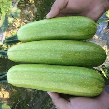 五斤农家自种大棚种植新鲜蔬菜西葫芦菜瓜番瓜白角瓜2斤9斤9斤精选