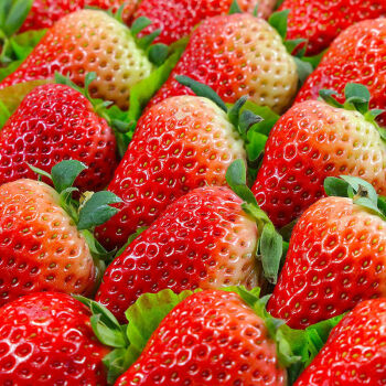 草莓新鲜水果甜草莓露天奶油牛奶草莓5斤家庭装