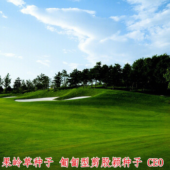 百萌(bai meng)四季青进口草坪种子草种子高尔夫球场别墅庭院果岭草